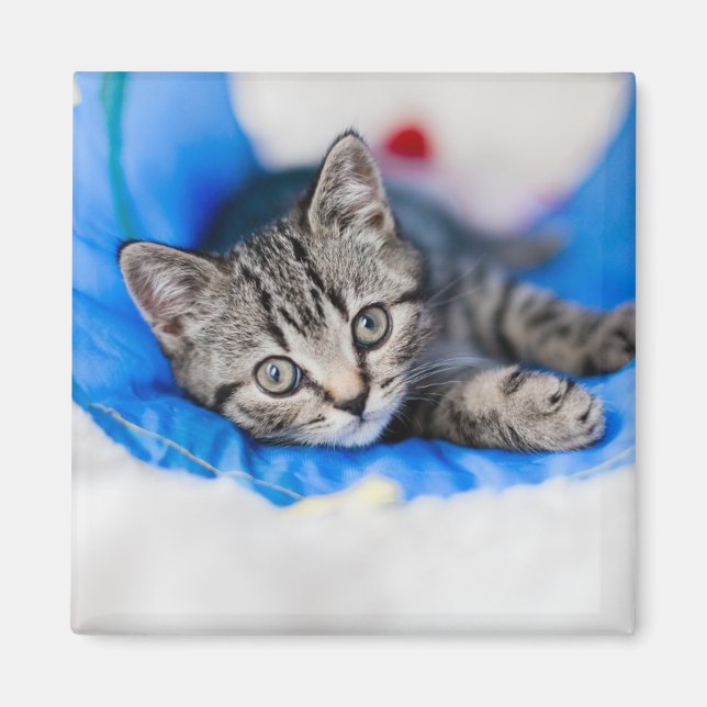 Imán Animales de bebé más afectados | Gatito de Tabby e (Frente)
