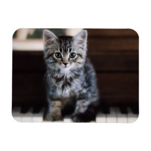 Imán Animales de bebé más afectados   Gatito en llaves 