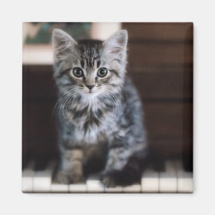Imán Animales de bebé más afectados Gatito en llaves