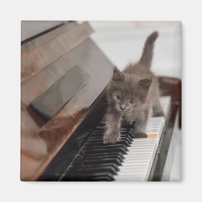 Imán Animales de bebé más afectados | Gatito en piano (Frente)