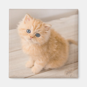 Imán Animales de bebé más afectados Gatito Longhair B