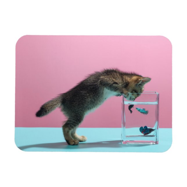 Imán Animales de bebé más afectados | Gatito mirando al (Horizontal)