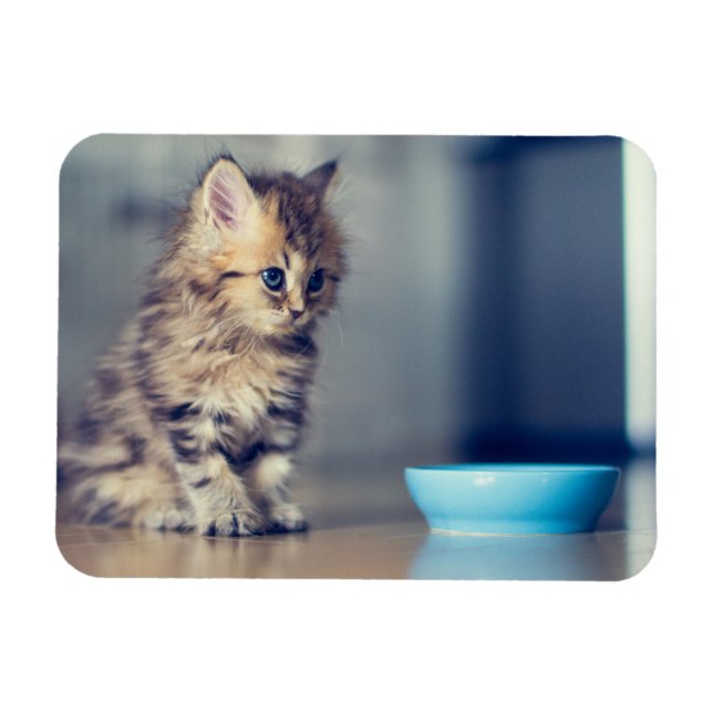 Imán Animales de bebé más afectados | Gatito persa de o (Horizontal)