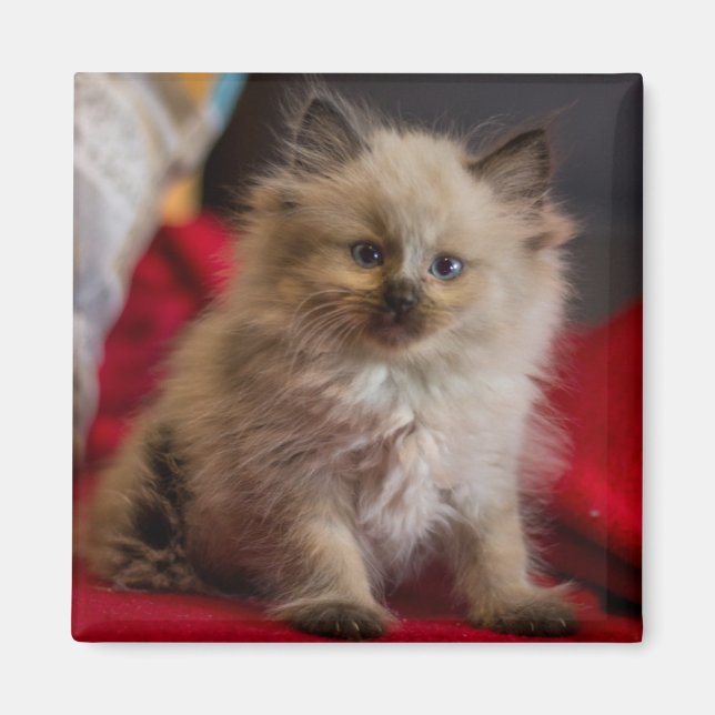 Imán Animales de bebé más afectados | Gatito siamés (Frente)