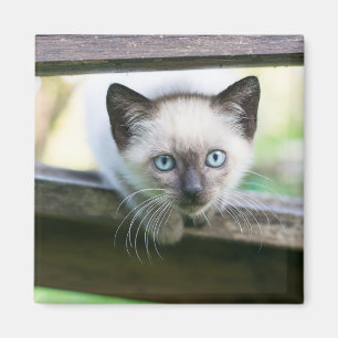 Imán Animales de bebé más afectados   Gatito siamés 2