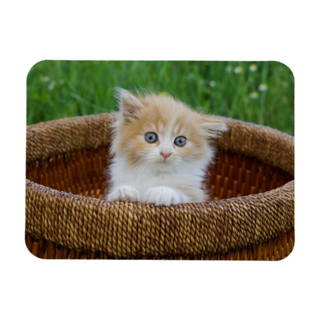 Imán Animales de bebé más afectados | Gatito teñido azu (Horizontal)