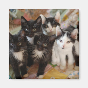 Imán Animales de bebé más afectados Gatitos blancos y