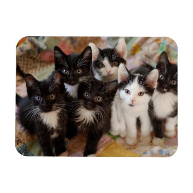 Imán Animales de bebé más afectados | Gatitos blancos y (Horizontal)