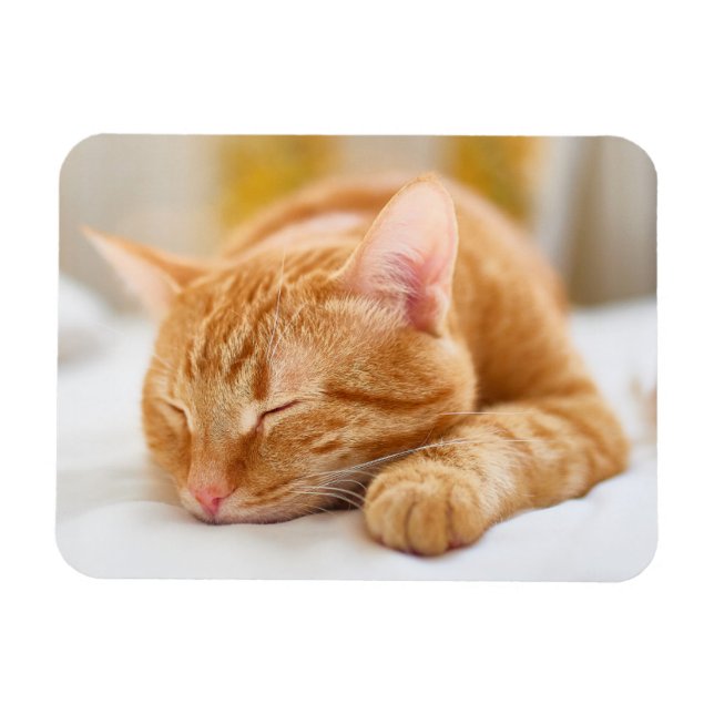 Imán Animales de bebé más afectados | Gato de jengibre  (Horizontal)
