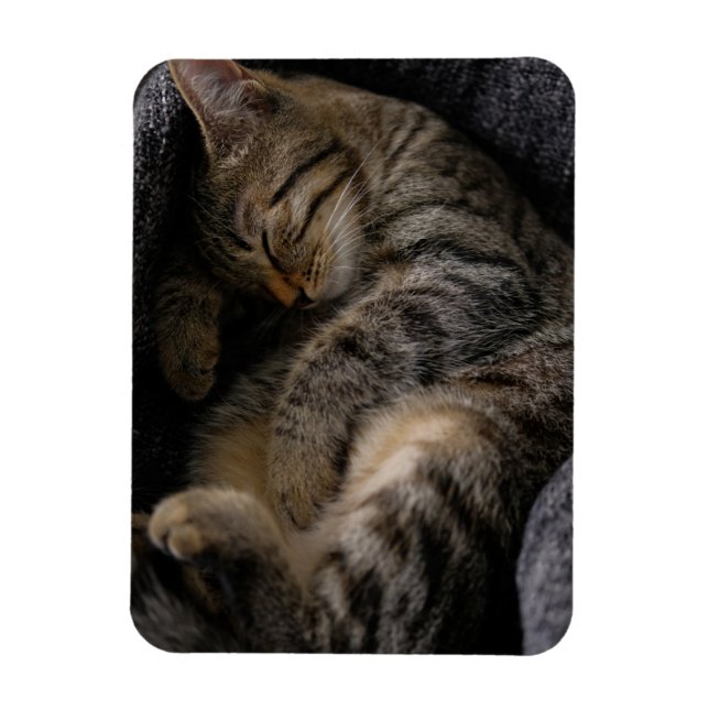 Imán Animales de bebé más afectados | Gato de Tabby dur (Vertical)