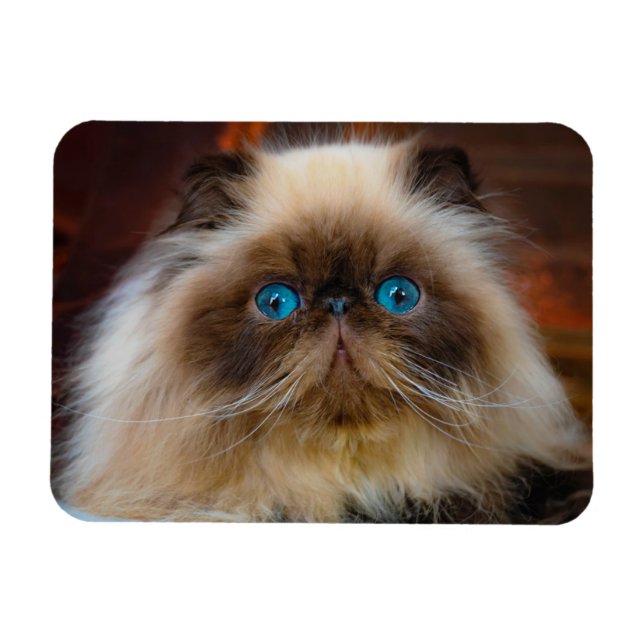Imán Animales de bebé más afectados | Gato del Himalaya (Horizontal)