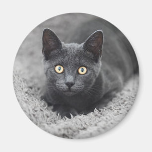 Imán Animales de bebé más afectados   Gato gris