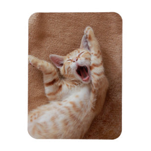 Imán Animales de bebé más afectados   Ginger Kitten Yaw