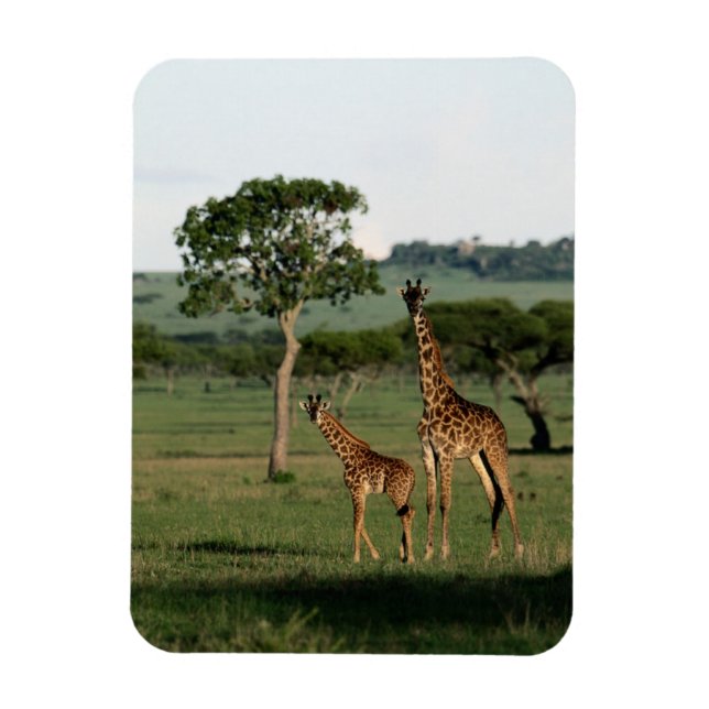 Imán Animales de bebé más afectados | Giraffe Calf & Ma (Vertical)