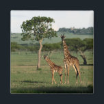 Imán Animales de bebé más afectados | Giraffe Calf & Ma<br><div class="desc">Esta linda imagen de animales bebé getty muestra una jirafa de ternera y su mamá.</div>