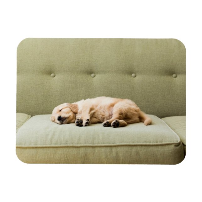 Imán Animales de bebé más afectados | Golden Retriever  (Horizontal)