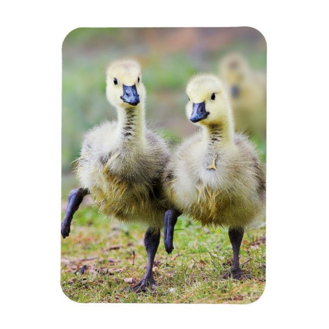 Imán Animales de bebé más afectados | Goslings Canadien (Vertical)