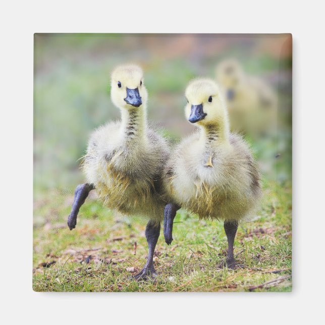 Imán Animales de bebé más afectados | Goslings Canadien (Frente)