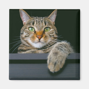 Imán Animales de bebé más afectados Gris Tabby Cat Fa