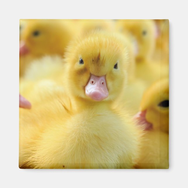 Imán Animales de bebé más afectados | Grupo Pato Bebé (Frente)