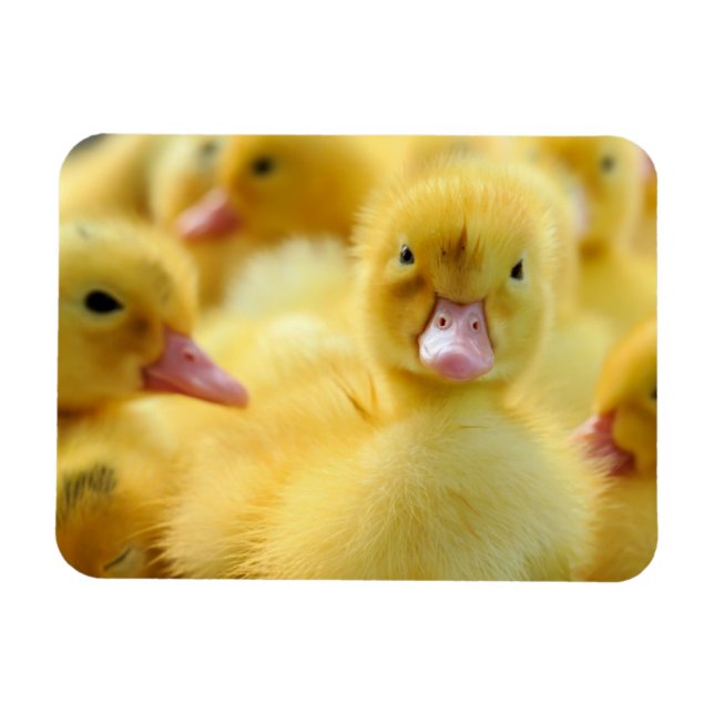 Imán Animales de bebé más afectados | Grupo Pato Bebé (Horizontal)
