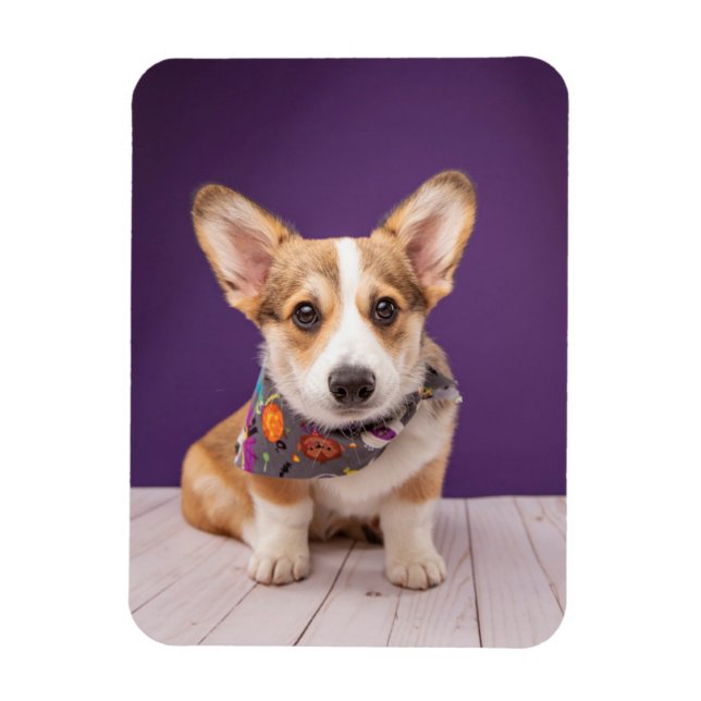 Imán Animales de bebé más afectados | Halloween Corgi (Vertical)