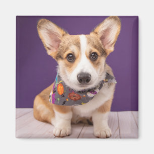 Imán Animales de bebé más afectados   Halloween Corgi