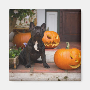 Imán Animales de bebé más afectados   Halloween en Bull