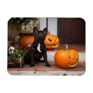 Imán Animales de bebé más afectados   Halloween en Bull