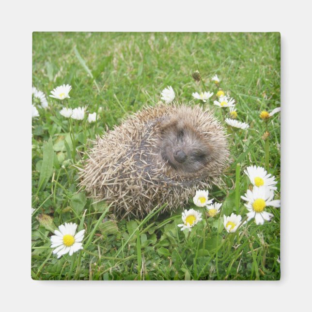 Imán Animales de bebé más afectados | Hedgehog español (Frente)