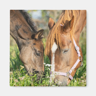 Imán Animales de bebé más afectados   Horse Colt