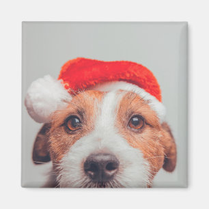 Imán Animales de bebé más afectados Jack Russell Dog