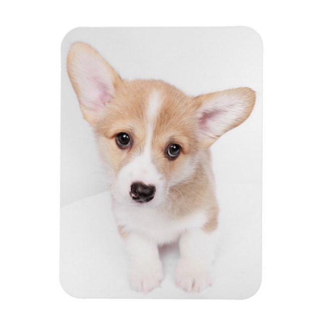 Imán Animales de bebé más afectados | Joven Corgi Puppy (Vertical)