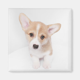 Imán Animales de bebé más afectados Joven Corgi Puppy