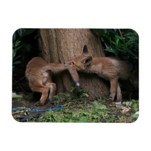 Imán Animales de bebé más afectados Juego de zorros p