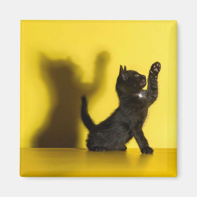 Imán Animales de bebé más afectados | Jugar al gato neg (Frente)