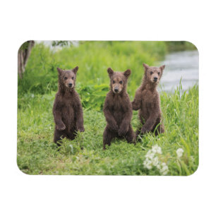 Imán Animales de bebé más afectados Kamchatka Brown B