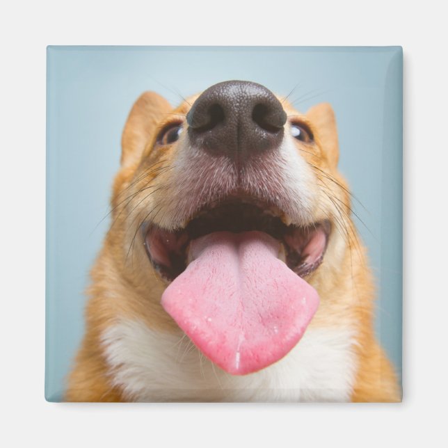 Imán Animales de bebé más afectados | Lengua Corgi (Frente)
