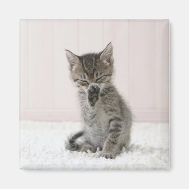 Imán Animales de bebé más afectados | Licor Tabby Kitte (Frente)