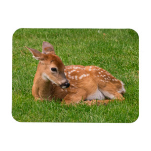 Imán Animales de bebé más afectados   Little Fawn