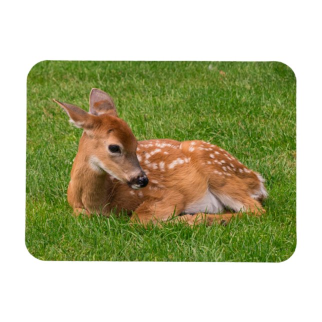 Imán Animales de bebé más afectados | Little Fawn (Horizontal)