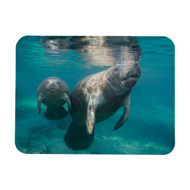 Imán Animales de bebé más afectados | Manatee & Baby (Horizontal)