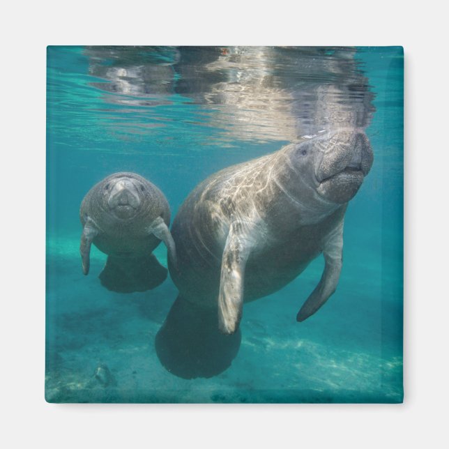 Imán Animales de bebé más afectados | Manatee & Baby (Frente)