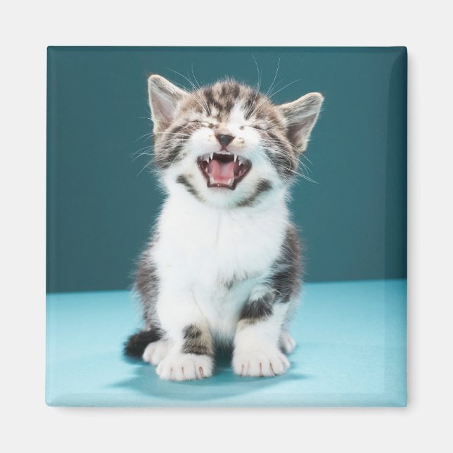 Imán Animales de bebé más afectados | Meowing Baby Kitt (Frente)