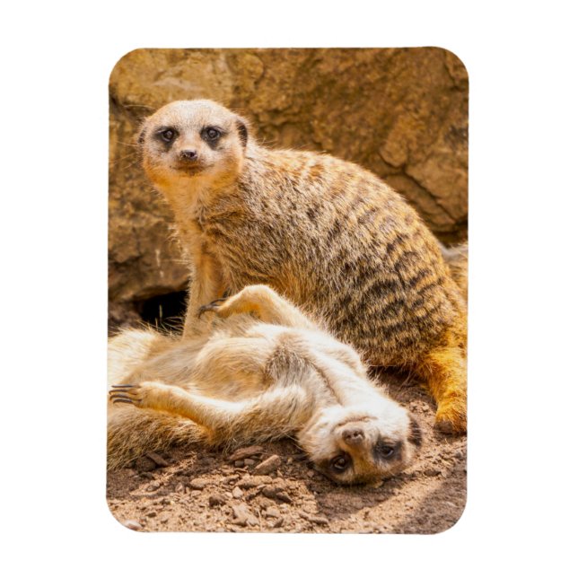 Imán Animales de bebé más afectados | Merkats deportivo (Vertical)