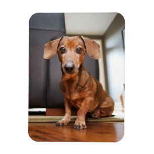 Imán Animales de bebé más afectados Mini Dachshund Pu