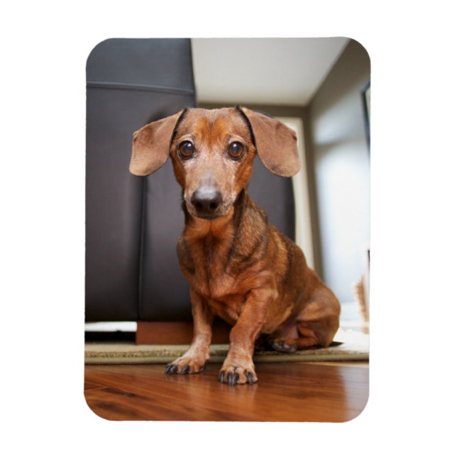 Imán Animales de bebé más afectados | Mini Dachshund Pu (Vertical)