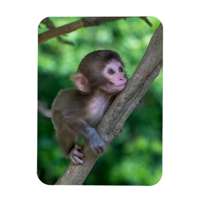 Imán Animales de bebé más afectados | Mono bebé (Vertical)