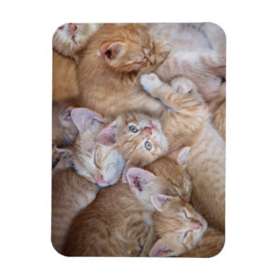 Imán Animales de bebé más afectados Naranja Kitten Pi