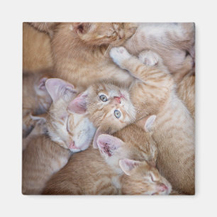 Imán Animales de bebé más afectados Naranja Kitten Pi